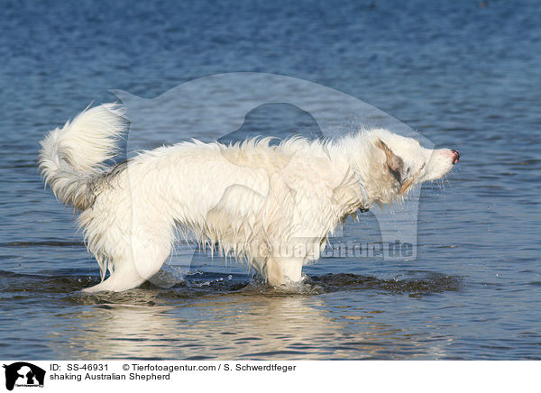 Australian Shepherd schttelt sich / shaking Australian Shepherd / SS-46931