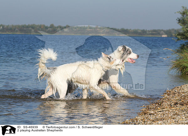 2 spielende Australian Shepherds / 2 playing Australian Shepherds / SS-46939