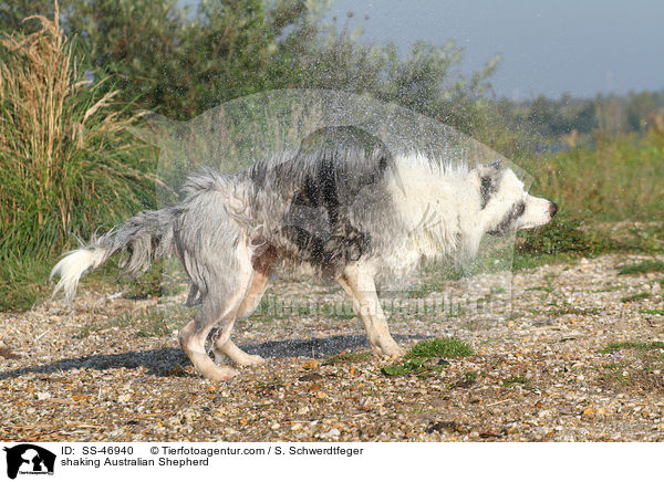 Australian Shepherd schttelt sich / shaking Australian Shepherd / SS-46940