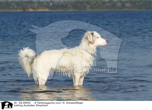 badender Australian Shepherd / bathing Australian Shepherd / SS-46942