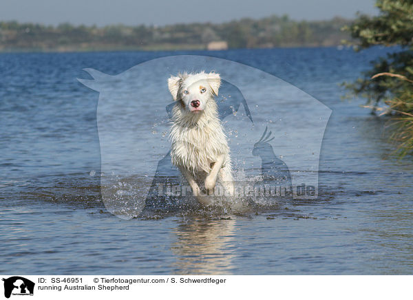 rennender Australian Shepherd / running Australian Shepherd / SS-46951