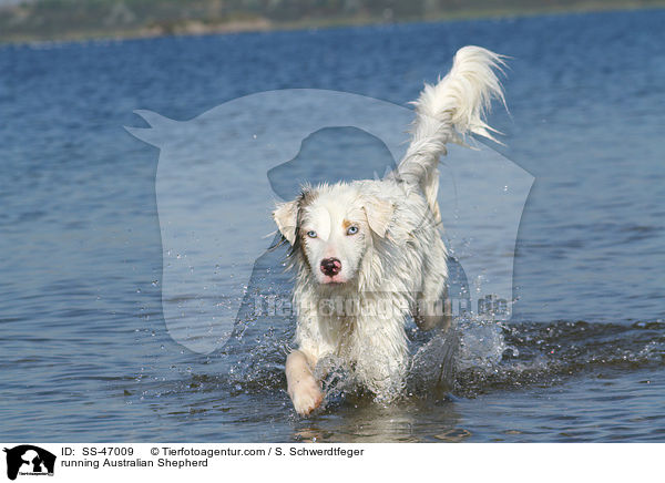 rennender Australian Shepherd / running Australian Shepherd / SS-47009