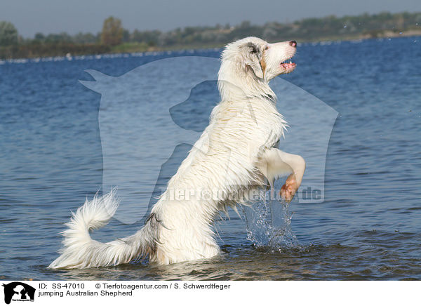 springender Australian Shepherd / jumping Australian Shepherd / SS-47010