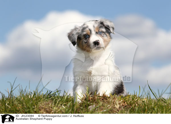 Australian Shepherd Welpe / Australian Shepherd Puppy / JH-23084