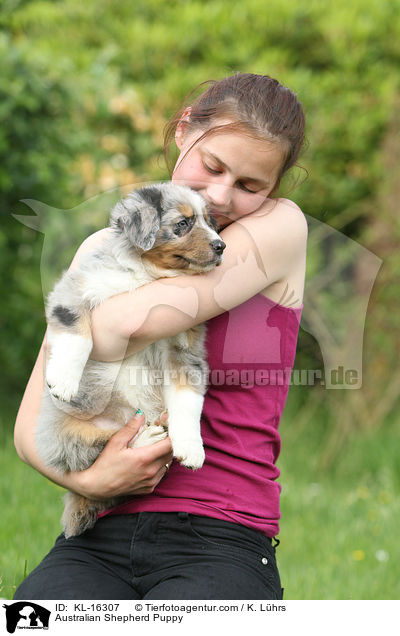 Australian Shepherd Welpe / Australian Shepherd Puppy / KL-16307