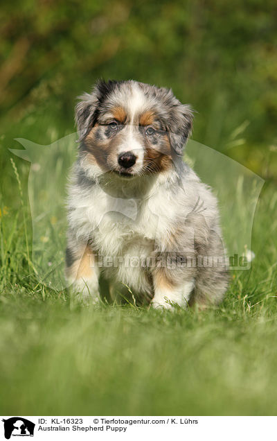 Australian Shepherd Welpe / Australian Shepherd Puppy / KL-16323