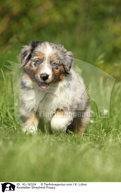 Australian Shepherd Welpe / Australian Shepherd Puppy / KL-16324