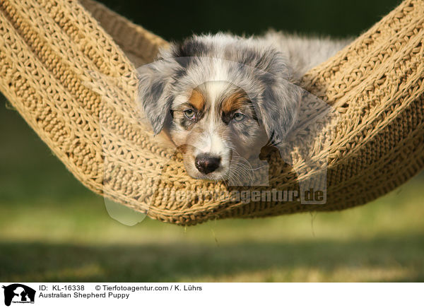 Australian Shepherd Welpe / Australian Shepherd Puppy / KL-16338