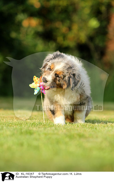 Australian Shepherd Welpe / Australian Shepherd Puppy / KL-16347