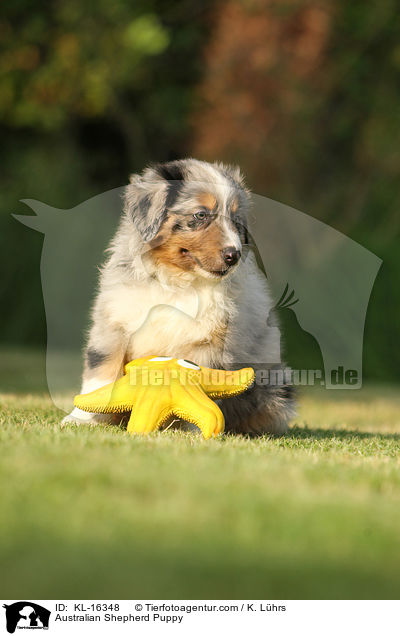 Australian Shepherd Welpe / Australian Shepherd Puppy / KL-16348