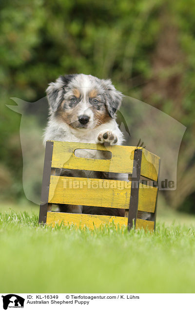 Australian Shepherd Welpe / Australian Shepherd Puppy / KL-16349