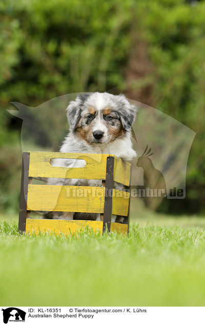 Australian Shepherd Welpe / Australian Shepherd Puppy / KL-16351