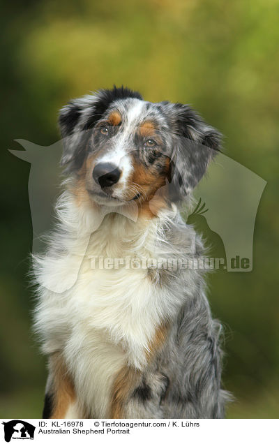 Australian Shepherd Portrait / Australian Shepherd Portrait / KL-16978