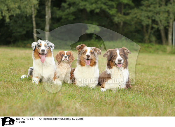 4 Hunde / 4 dogs / KL-17657