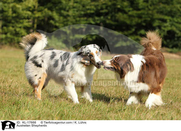 Australian Shepherds / Australian Shepherds / KL-17666