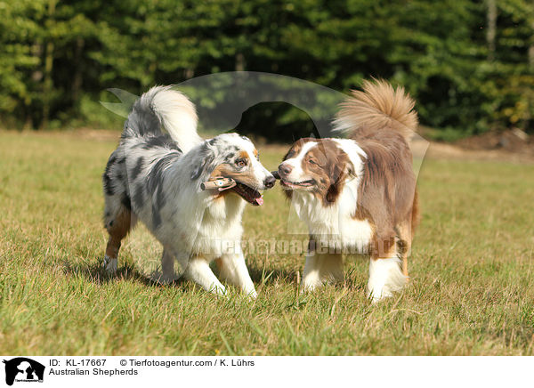 Australian Shepherds / Australian Shepherds / KL-17667