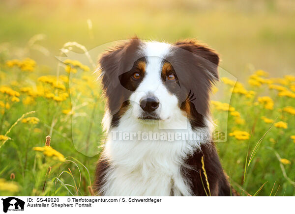 Australian Shepherd Portrait / Australian Shepherd Portrait / SS-49020