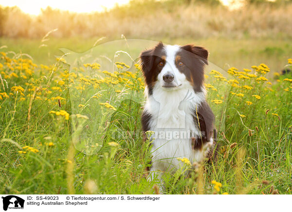 sitzender Australian Shepherd / sitting Australian Shepherd / SS-49023