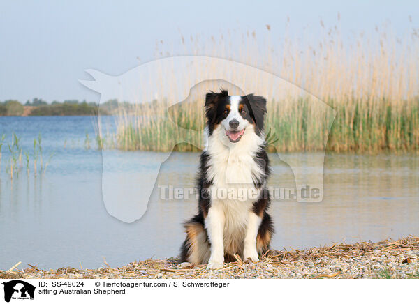 sitzender Australian Shepherd / sitting Australian Shepherd / SS-49024