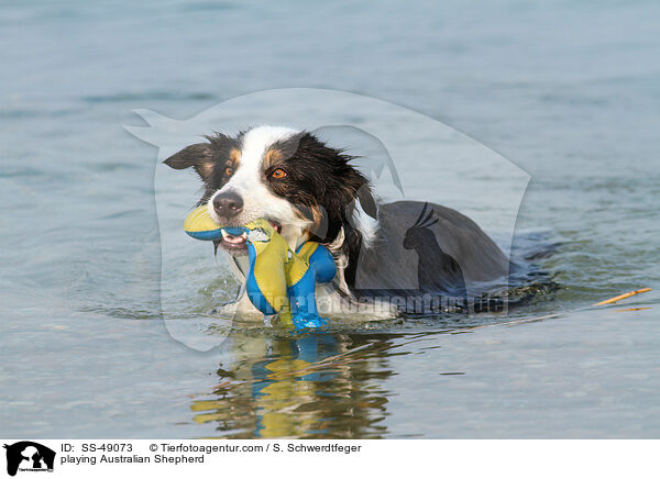 spielender Australian Shepherd / playing Australian Shepherd / SS-49073