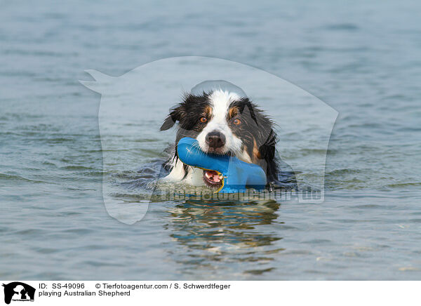 spielender Australian Shepherd / playing Australian Shepherd / SS-49096