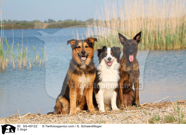 3 Hunde / 3 dogs / SS-49122