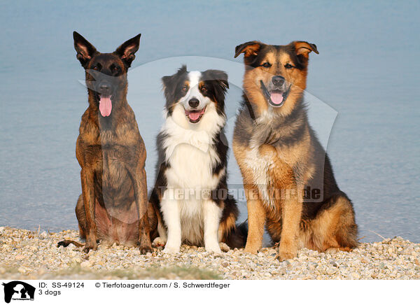3 Hunde / 3 dogs / SS-49124