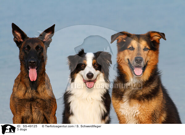 3 Hunde / 3 dogs / SS-49125