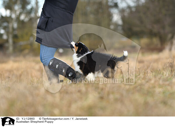 Australian Shepherd Welpe / Australian Shepherd Puppy / YJ-12860