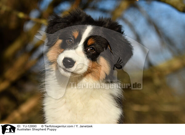 Australian Shepherd Welpe / Australian Shepherd Puppy / YJ-12890