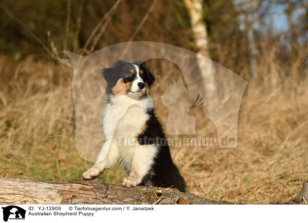 Australian Shepherd Welpe / Australian Shepherd Puppy / YJ-12909