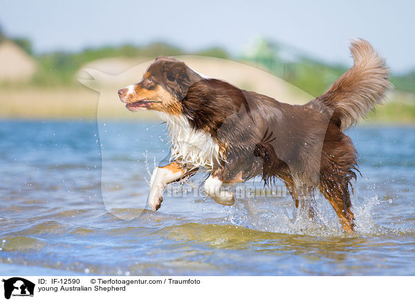 junger Australian Shepherd / young Australian Shepherd / IF-12590