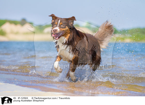 junger Australian Shepherd / young Australian Shepherd / IF-12593