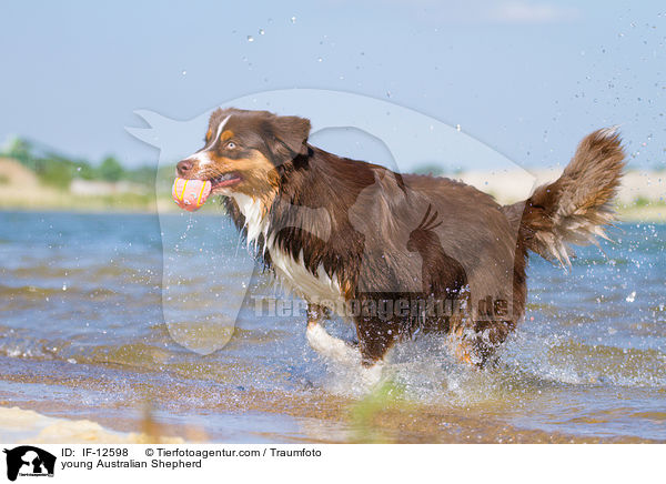 junger Australian Shepherd / young Australian Shepherd / IF-12598