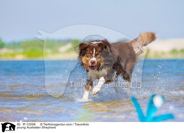 junger Australian Shepherd / young Australian Shepherd / IF-12599