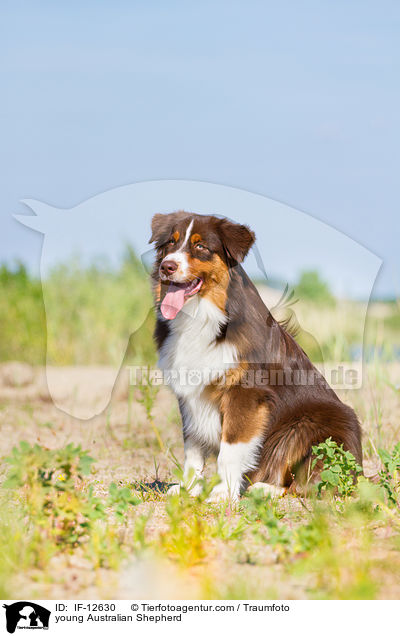 junger Australian Shepherd / young Australian Shepherd / IF-12630