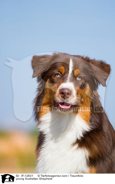 junger Australian Shepherd / young Australian Shepherd / IF-12631