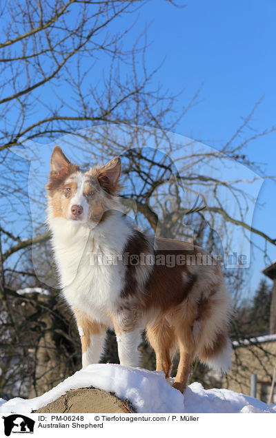 Australian Shepherd / Australian Shepherd / PM-06248