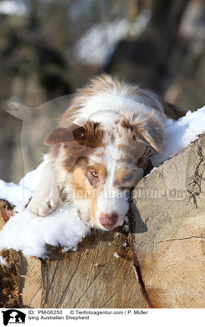 liegender Australian Shepherd / lying Australian Shepherd / PM-06250