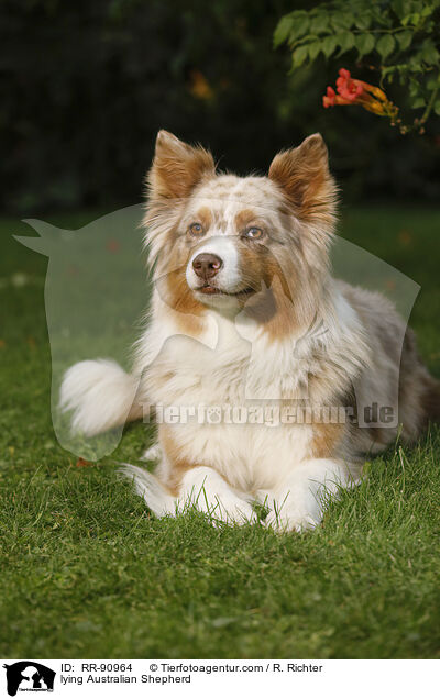 liegender Australian Shepherd / lying Australian Shepherd / RR-90964