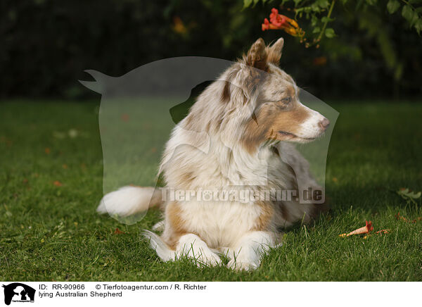 liegender Australian Shepherd / lying Australian Shepherd / RR-90966