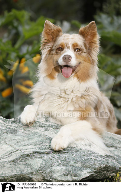 liegender Australian Shepherd / lying Australian Shepherd / RR-90992