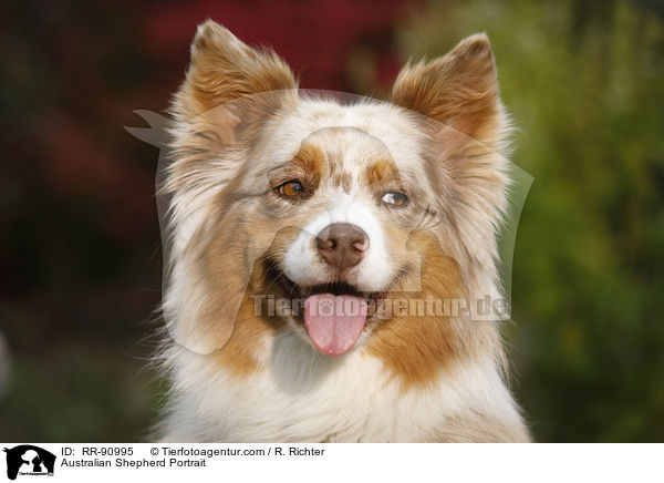 Australian Shepherd Portrait / Australian Shepherd Portrait / RR-90995