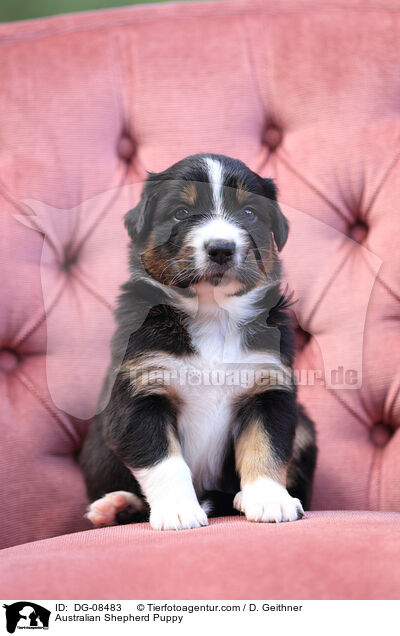 Australian Shepherd Welpe / Australian Shepherd Puppy / DG-08483