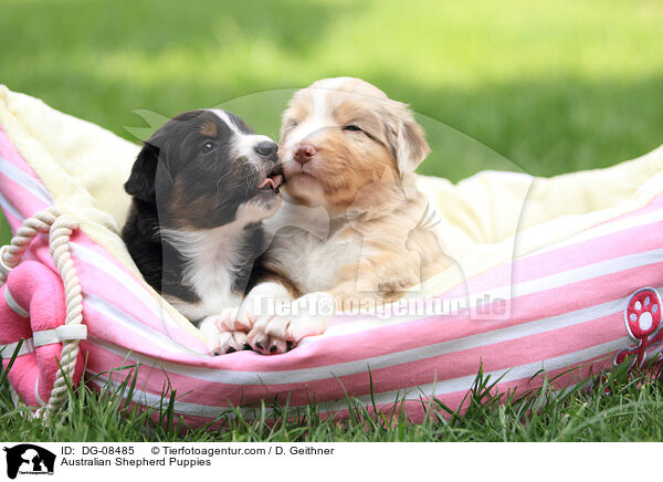 Australian Shepherd Welpen / Australian Shepherd Puppies / DG-08485