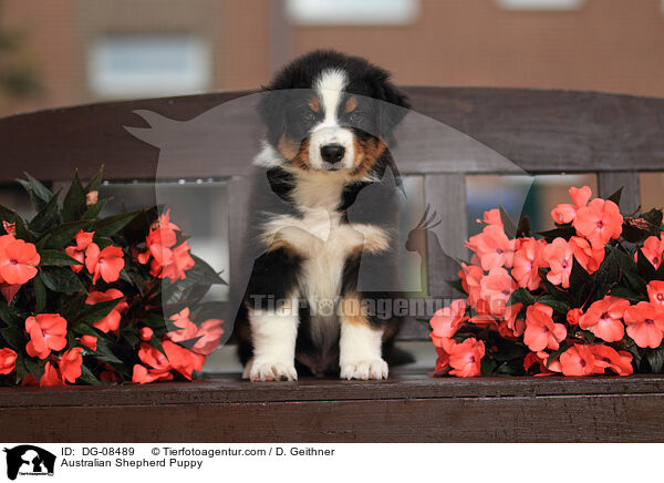 Australian Shepherd Welpe / Australian Shepherd Puppy / DG-08489