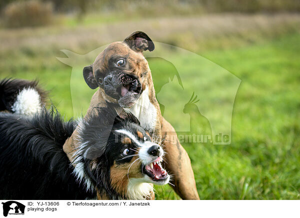 spielende Hunde / playing dogs / YJ-13606