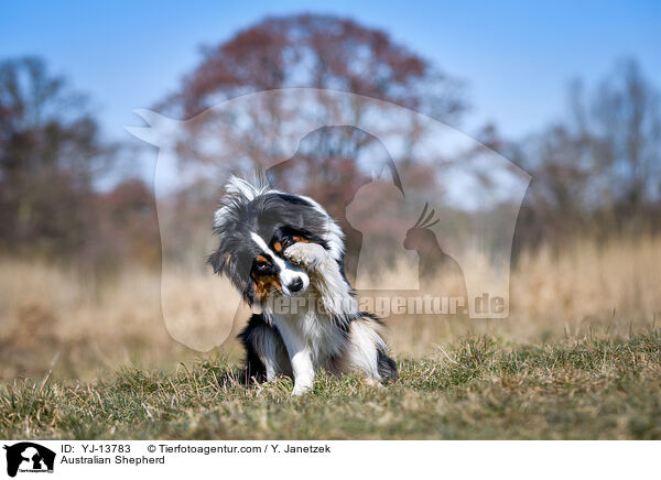 Australian Shepherd / Australian Shepherd / YJ-13783