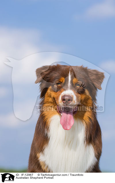 Australian Shepherd Portrait / Australian Shepherd Portrait / IF-12967