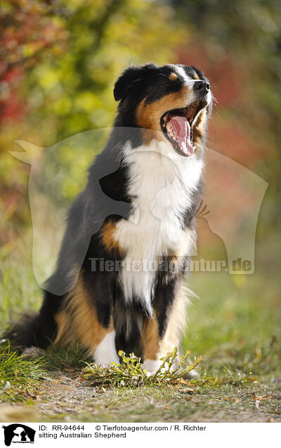 sitzender Australian Shepherd / sitting Australian Shepherd / RR-94644